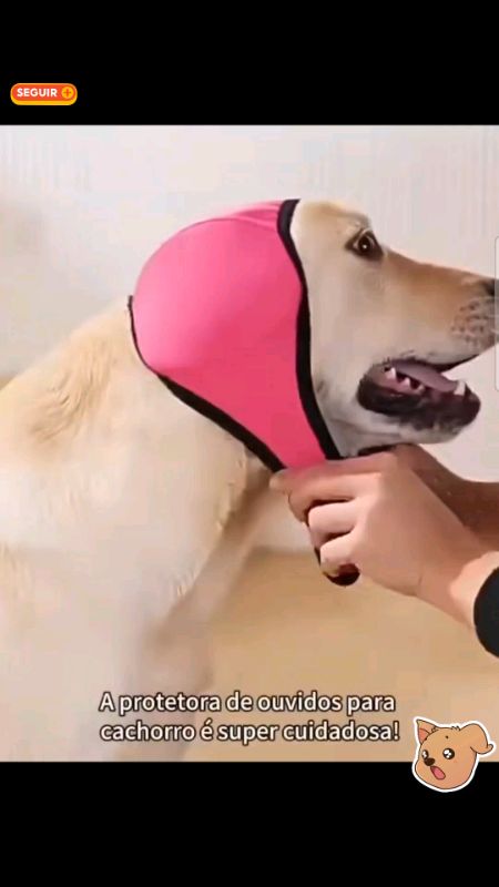 Adiciona no carrinho. Capas para orelhas de cachorro.#capas #ShopeeVideo #caes #cachorro #proteger #ouvido #orelha #barulho