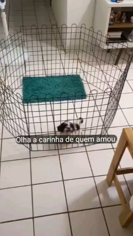 #cercadoparapet #cercadoparacachorro #cercadinhopet #pet