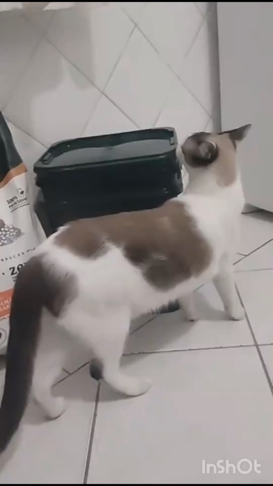 Ração para gatos