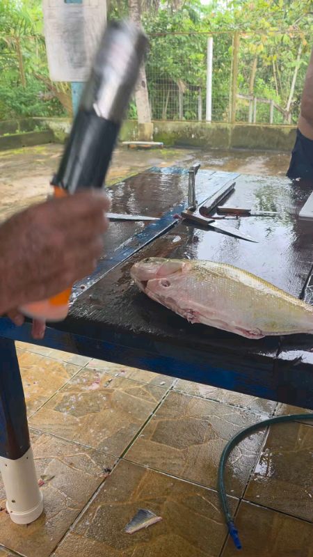#escamador #escamadorpeixes #peixes #pescaria #plainaescamadora #escamadora