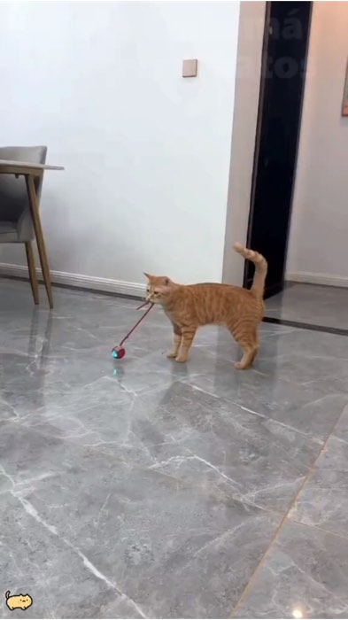 🐾⚡Diversão garantida para seu pet! Movimento inteligente, cauda falsa e recarga USB.Estimulo físico e mental!#brinquedo#pet#bola#estimulo#divertido#s