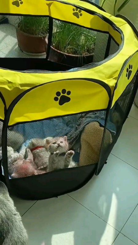 #casaparaanimaisdeestimação #CasaParaPets #casinhadepet #Pets #gato #cachorro #casinhadeanimais