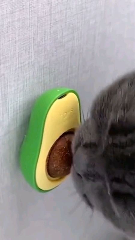 Abacate para gatos #catnip #AbacateParaGatos #GatosESaude #GatoSaudavel #AlimentacaoFelina #CuidadosComGatos #DicasPet #SaudeAnimal #petcarebrasil